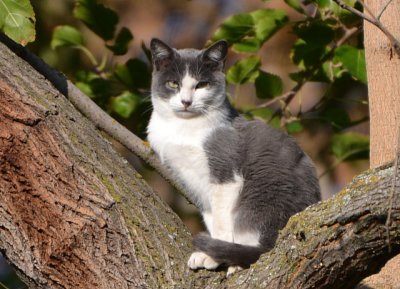 Feral Cat - Nikon D3100.jpg