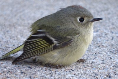 Ruby-Crowned Kinglet - Pict by Larry.jpg