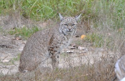 Bobcat - Nikon D3100 .jpg