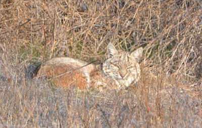 Bobcat in Early Morning Sun - Nikon D3100.jpg