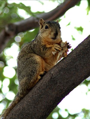 Squirrel Up A Tree - Nikon D70.jpg