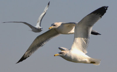 The Birds (Gulls) - Nikon D200.jpg