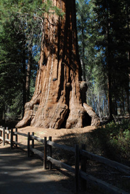 Big Tree in Sequoia Park - Nikon D200.jpg