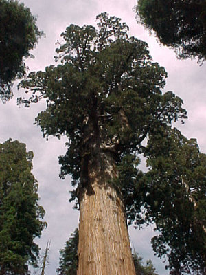 Big Tree in Sequoia Park - Nikon D200.jpg