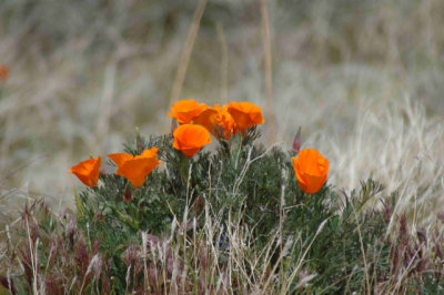 Poppys in Antelope Valley - Nikon D70.jpg