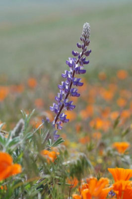 Lupine Among The Poppys - Nikon D200 .jpg