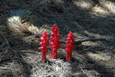 Snowplant.JPG