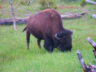 Buffalo in Yellowstone - Canon AE1.jpg