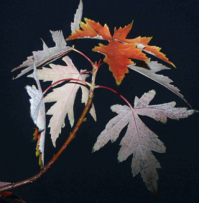 Autum Fantacy Maple Leaf Cluster -  Minolta Dimage 7Hi.jpg