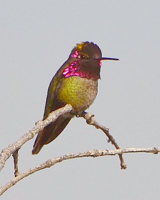 Annas Hummingbird - Nikon D3100.jpg