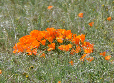 Poppy Cluster on Grapevine - Sparce Flower Population in 2012 Due To Low Rainfall - Nikon D3100.jpg