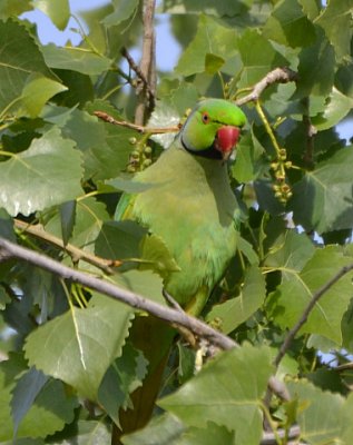 Parakeet - It Pays To Be Green - Nikon D3100.jpg