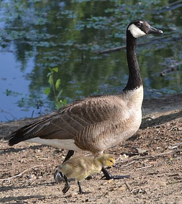 Goose and Gosling Learning The Goose Step - Nikon D3100.jpg