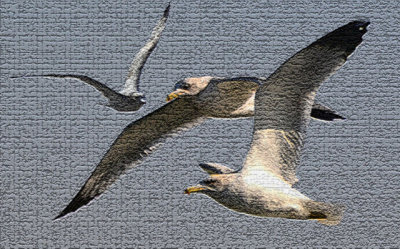 Gulls in Craquelure (PS).jpg