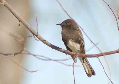 Black Phoebe -  Nikon D70.jpg