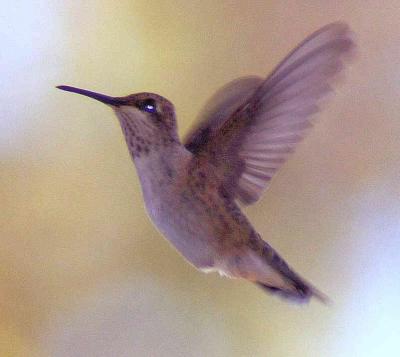 Humming Bird - Nikon D70.jpg