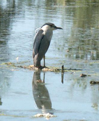 Black Crowned Night Heron - Nikon D70.jpg