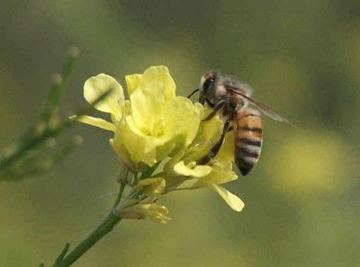 Pollination - Nikon D70.jpg