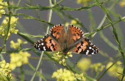 Butterfly - Painted Lady - Nikon D70.jpg