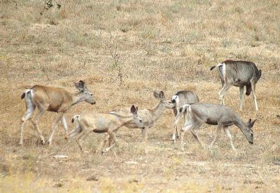 Deer Herd - Minolta Dimage 7Hi.jpg