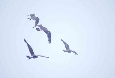 Gulls in Flight - Nikon D70.jpg
