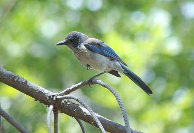 Scrub Jay at Hart Park -  Nikon D70.jpg