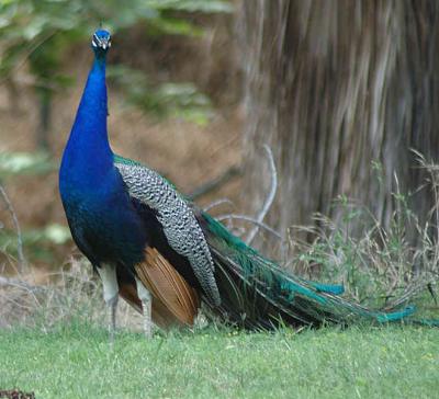 Peacock at Hart Park -  Nikon D70.jpg