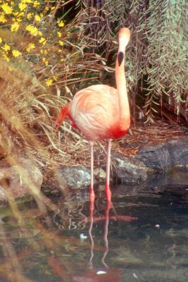 Flamingo (Lost and Non Native) - Cannon AE1.jpg