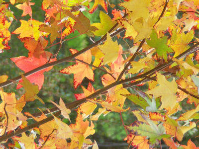 Fall Leaves - Minolta Dimage 7Hi.jpg
