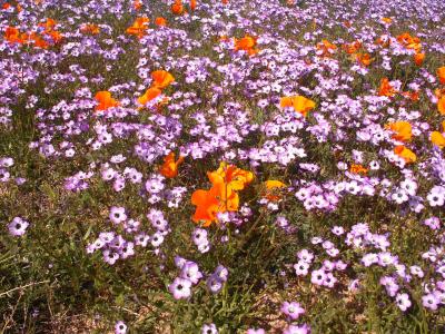 Field of Flowers - Nikon D70.jpg