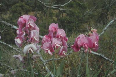 Orchid - Canon AE1.jpg