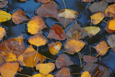 Leaves - Minolta Dimage 7HI.jpg