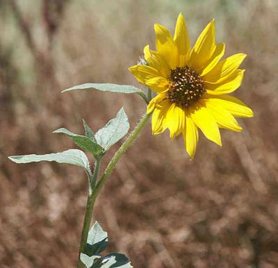 Sunflower - Nikon D70.jpg