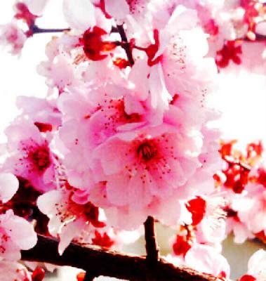 Purple Leaf Plum Blossom - Minolta Dimage 7Hi.jpg