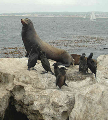 Harbor Seal - Nikon D70.jpg
