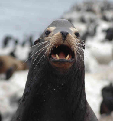 Harbor Seal1 - Nikon D70.jpg