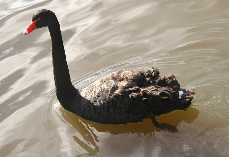 Very Curious Black Swan