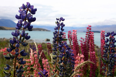 Lake Tekapo Lupins 1