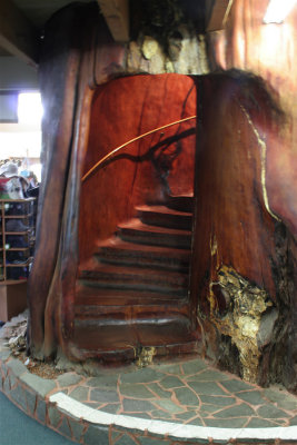 Spiral Staircase Inside Kauri Tree