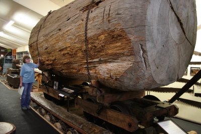 A Smaller Kauri Log