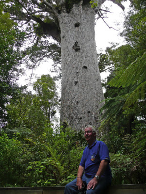 Largest Live Kauri Tree