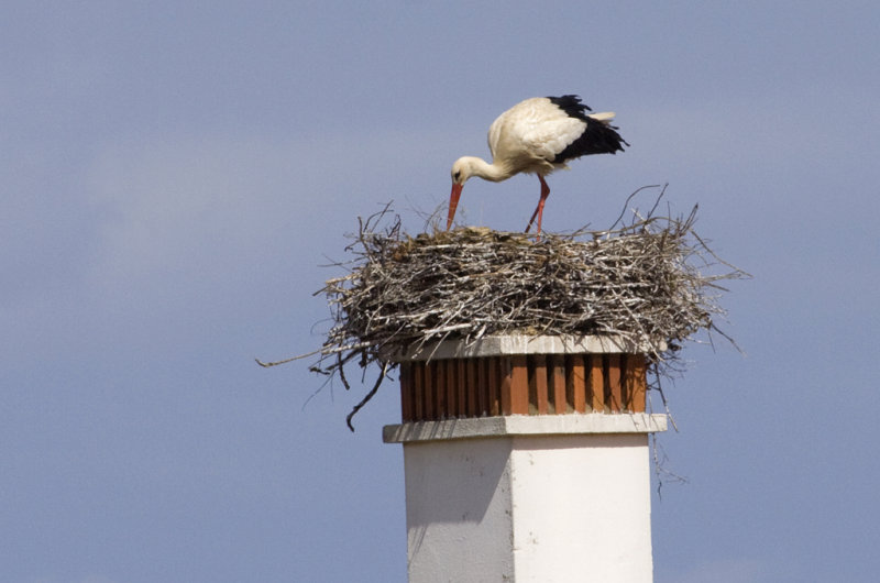 white stork on house chimney 4.jpg