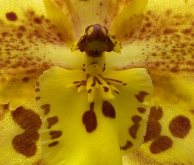 orchid Wisley 3.jpg