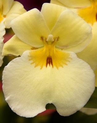 orchid Kew 4.jpg