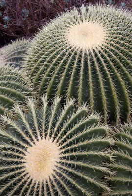 Cactus Kew 4.jpg