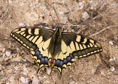 swallowtail 3.jpg