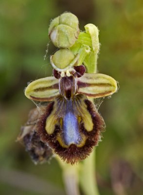 mirror of venus orchid.jpg