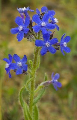 anchusa azurea.jpg