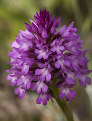 Pyramidal orchid a.jpg