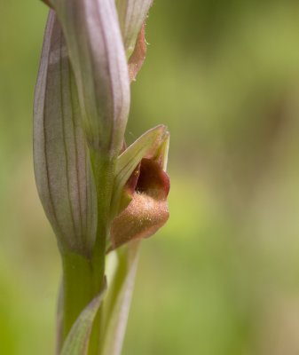 Serapias parviflora 2.jpg
